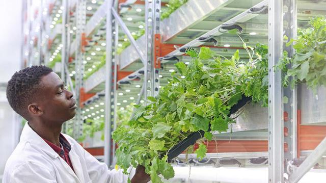 Is Vertical Farming the Investment of the Future?